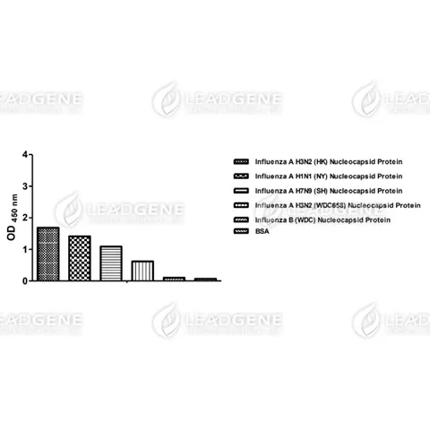 Anti-Influenza A Virus NP Antibody [Clone IA06]