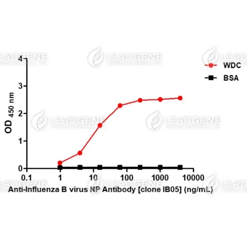 Anti-Influenza B Virus NP Antibody [Clone IB05]