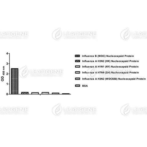 ELISA assay of Anti-Influenza B virus NP Antibody [clone IB05]