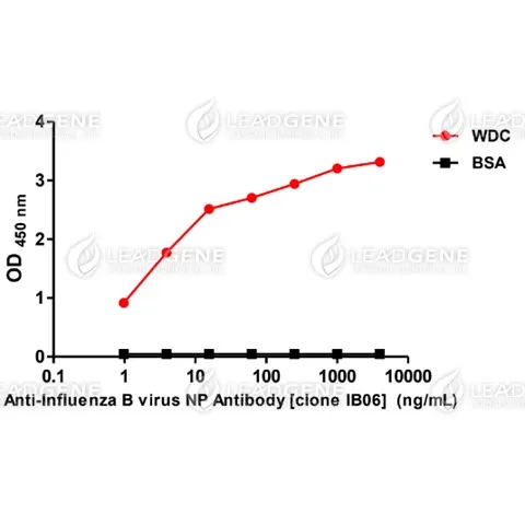 Anti-Influenza B virus NP Antibody [clone IB06]