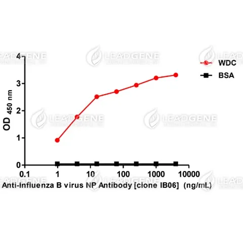 Anti-Influenza B Virus NP Antibody [Clone IB06]