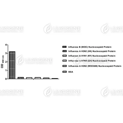ELISA assay of Anti-Influenza B virus NP Antibody [clone IB06]
