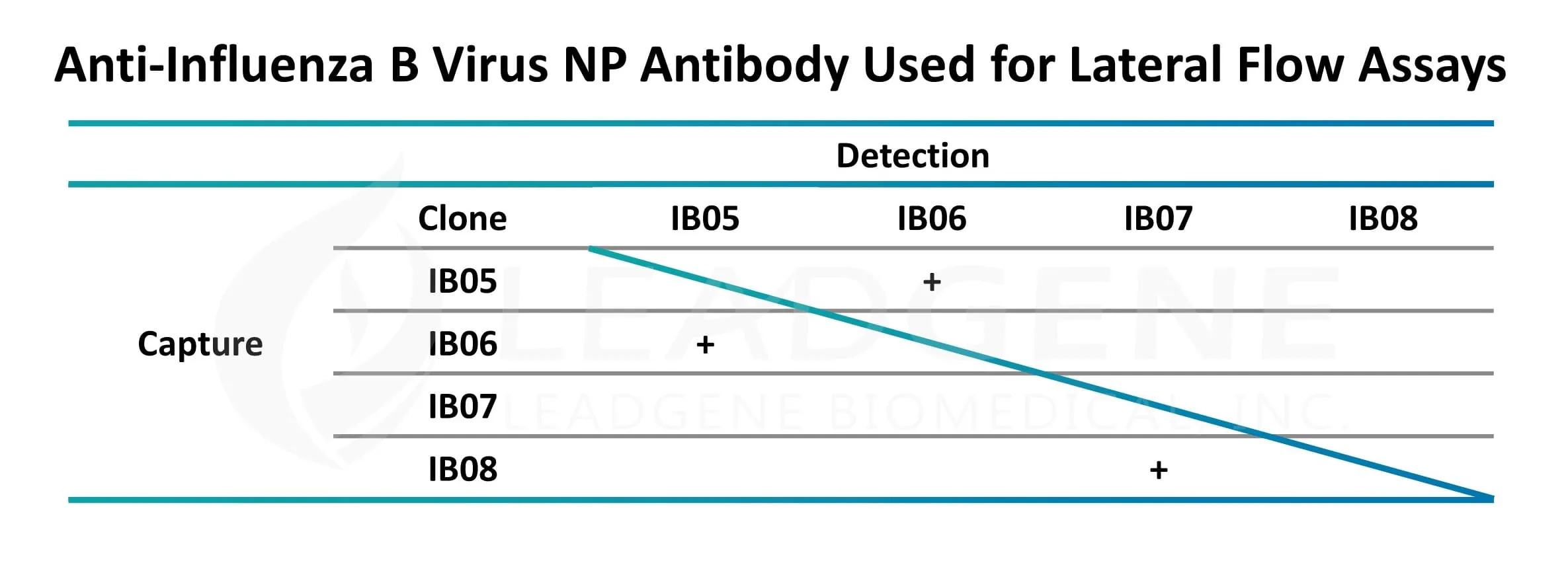 Anti-Influenza B Virus NP Antibody Used for Lateral Flow Assays