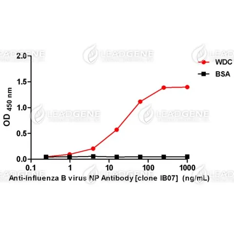 Anti-Influenza B Virus NP Antibody [Clone IB07]