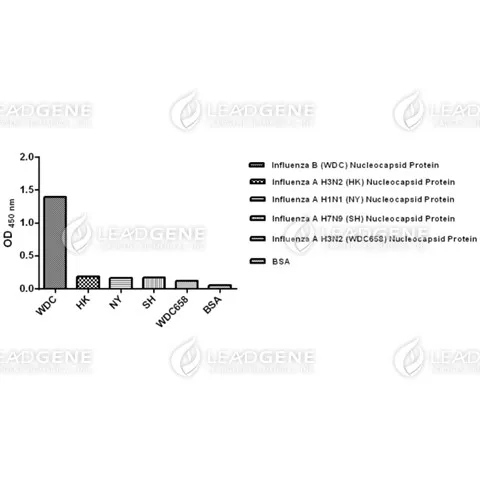 ELISA assay of Anti-Influenza B virus NP Antibody [clone IB07] Indirect ELISA analysis was performed by coating a plate with recombinant NP protein of influenza B virus or influenza A virus and probing with anti-Influenza B virus NP Antibody.