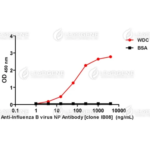 Anti-Influenza B Virus NP Antibody [clone IB08]