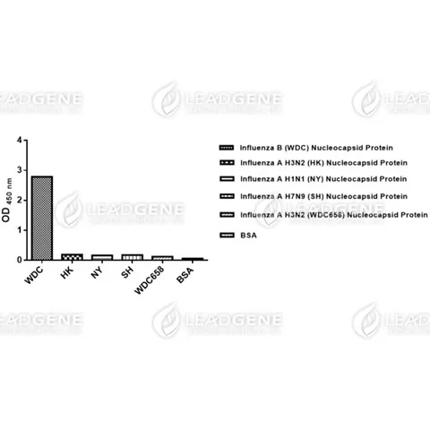 ELISA assay of Anti-Influenza B virus NP Antibody [clone IB08] Indirect ELISA analysis was performed by coating a plate with recombinant NP protein of influenza B virus or influenza A virus and probing with anti-Influenza B virus NP Antibody.