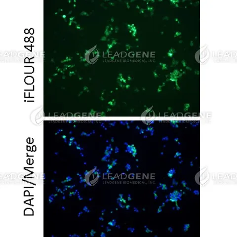 Anti-MPXV M1R Antibody [Clone 64-2]