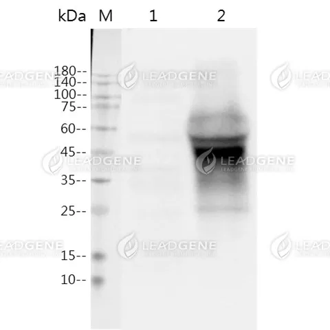 Western blotting analysis of Anti-MPXV M1R Antibody [Clone 64-2] Western blot: M1R expressed 293T cell lysates were stained with mouse anti-MPXV M1R monoclonal antibody. Lane 1: 293T mock cell lysate, Lane 2: 293T MPXV cell lysate.