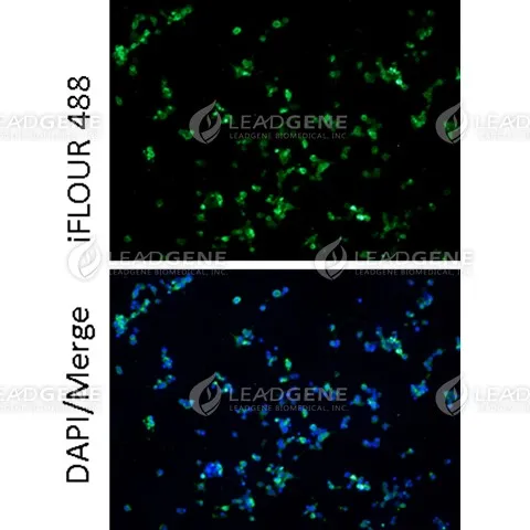 Anti-MPXV M1R Antibody [Clone 82-4]