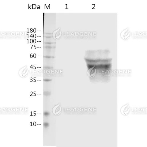 Western blotting analysis of Anti-MPXV M1R Antibody [Clone 82-4] Western blot: M1R expressed 293T cell lysates were stained with mouse anti-MPXV M1R monoclonal antibody. Lane 1: 293T mock cell lysate, Lane 2: 293T MPXV cell lysate.