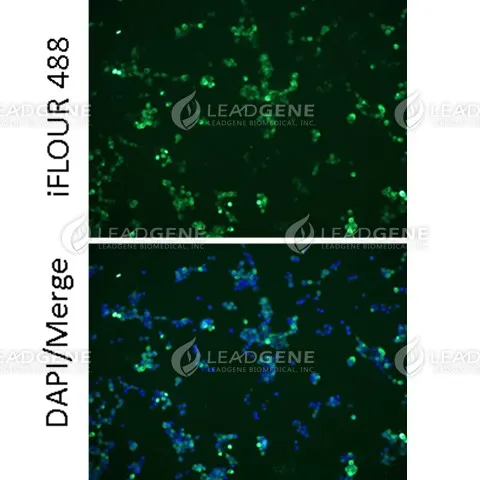 Anti-MPXV A29L Antibody [Clone 19-1]