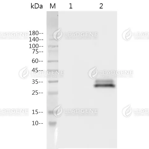 Western blotting analysis of Anti-MPXV A29L Antibody [Clone 19-1] Western blot: A29L expressed 293T cell lysates were stained with mouse anti-MPXV A29L monoclonal antibody. Lane 1: 293T mock cell lysate, Lane 2: 293T MPXV cell lysate.