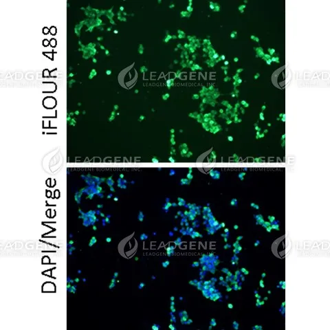 Anti-MPXV L1R Antibody [Clone 5-1]