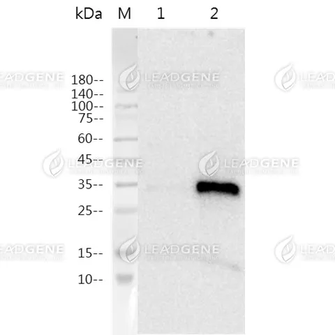 Western blotting analysis of Anti-MPXV L1R Antibody [Clone 5-1] Western blot: L1R expressed 293T cell lysates were stained with mouse anti-MPXV L1R monoclonal antibody. Lane 1: 293T mock cell lysate, Lane 2: 293T MPXV cell lysate.