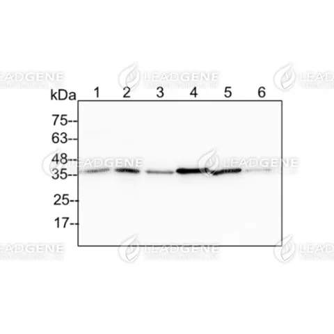 Anti-GAPDH Antibody [Clone 38-1]