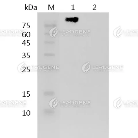 AccuBlot™ Anti-Mouse IgG Antibody (HRP)