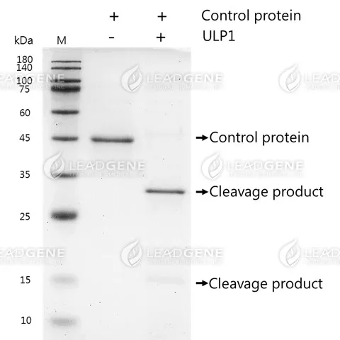 SUMO Protease (ULP1) (Active)