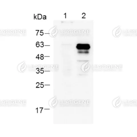 Anti-His Tag Antibody [Clone 14-4]