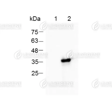 Anti-V5 Tag Antibody [Clone 7-1-8]