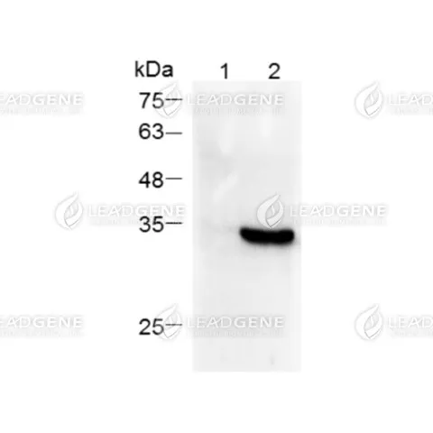 Anti-cMyc Tag Antibody [Clone 66-38]