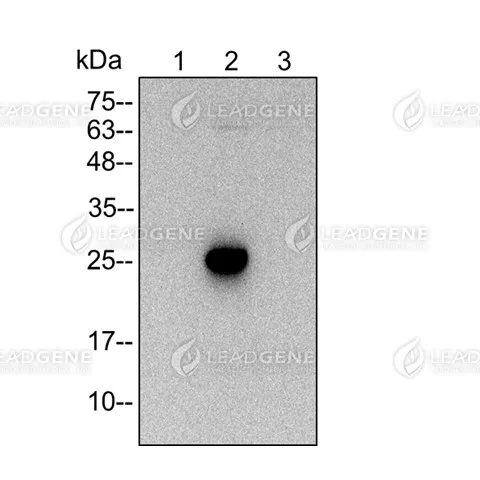Western blotting analysis of anti-EGFP mAb (1:2000) Lane 1: 293T cell lysate Lane 2: EGFP cell lysate Lane 3: mcherry cell lysate Lysate at 6 μg per lane