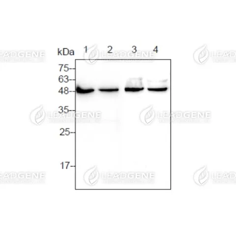 Anti-Alpha Tubulin Antibody [Clone 82-1]