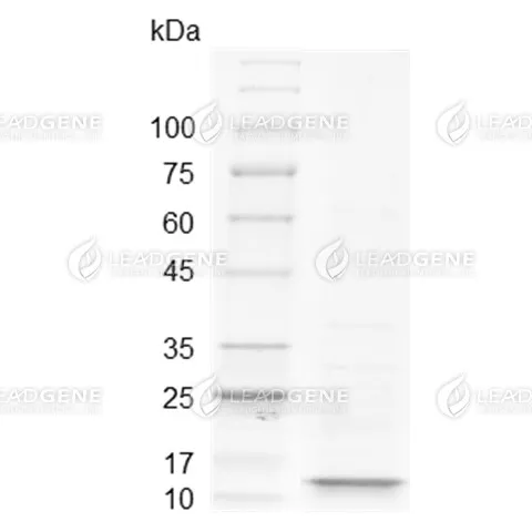 Human Irisin, Tag Free, E. coli