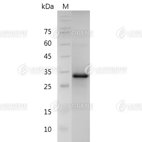 Human CD326, His Tag, E. coli