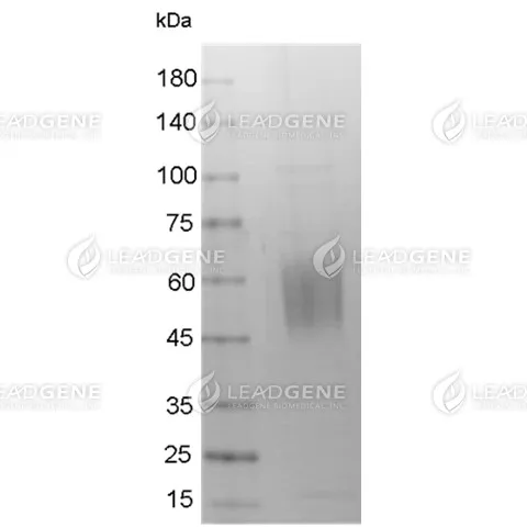 Human CD28 ECD, His-SUMO Tag, HEK293