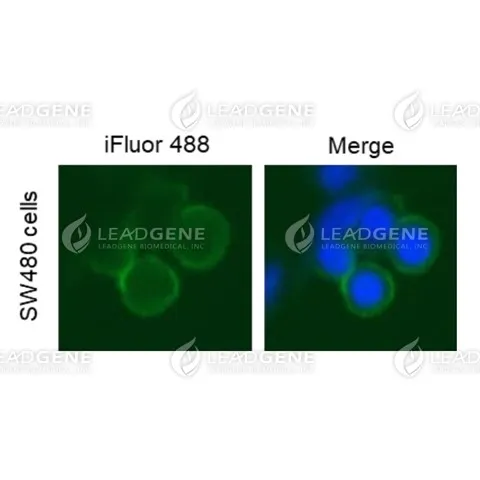 Anti-CD326 Antibody [Clone 1H7]