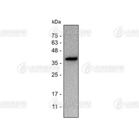 Western blotting analysis of anti-CD326 mAb (1:1000) SW480 cell lysate (non-reduced) (30 μg)
