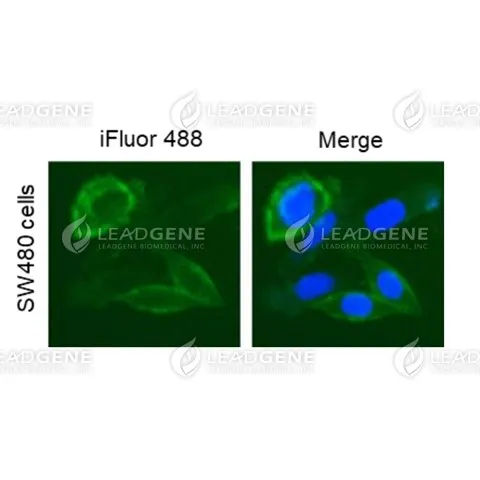 Anti-CD326 Antibody [Clone 6G2]