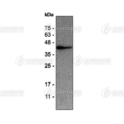 Western blotting analysis of anti-CD326 mAb (1:1000) SW480 cell lysate (non-reduced) (30 μg)