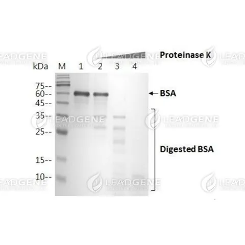 LEADSPHERE™ Proteinase K completely digests bovine serum albumin (BSA). BSA was mixed with Proteinase K at 37 oC for an hour, and subsequently analyzed by SDS-PAGE. Lane 1. 2 μg of BSA Lane 2. 16 μg of BSA with 0.01 μg of Proteinase K Lane 3. 16 μg of BSA with 0.1 μg of Proteinase K Lane 4. 16 μg of BSA with 1 μg of Proteinase K