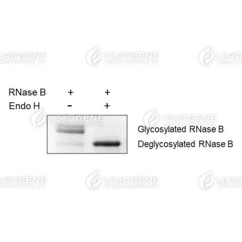 The standard assay was performed by incubating 1 unit of Endo H and 10 µg of RNase B under the above conditions. SDS-PAGE analysis of RNase B digested with Endoglycosidase H.