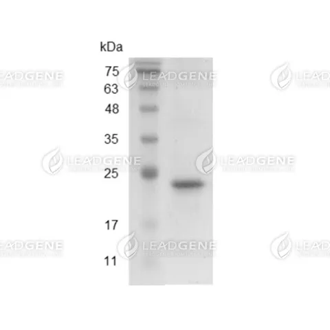 HRV 3C Protease