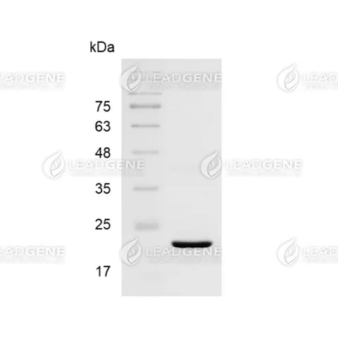 UniHRV 3C Protease