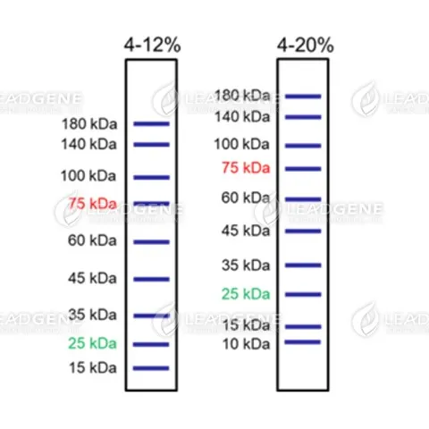 Leadgene® Precast Protein Gel (4-12%, 11-well)