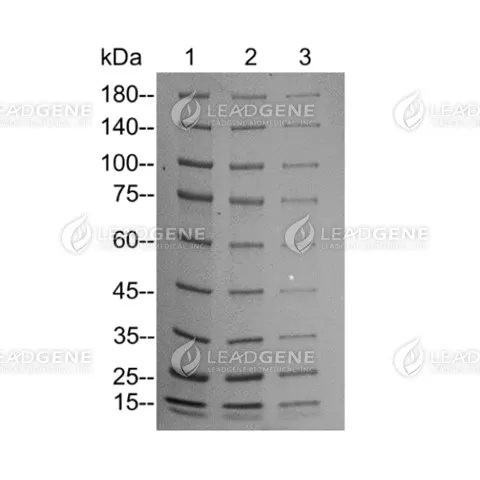 PVDF membrane transfer of Leadgene® Precast Protein Gel Lane 1, 2 and 3: protein marker (3, 2, 1 μL)