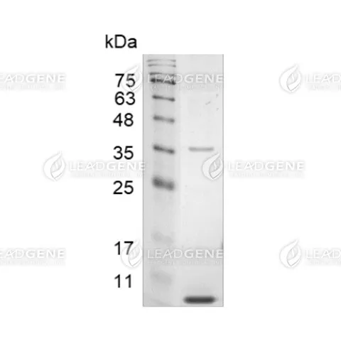 LeadGMP® Human EGF Protein, His Tag, E. coli