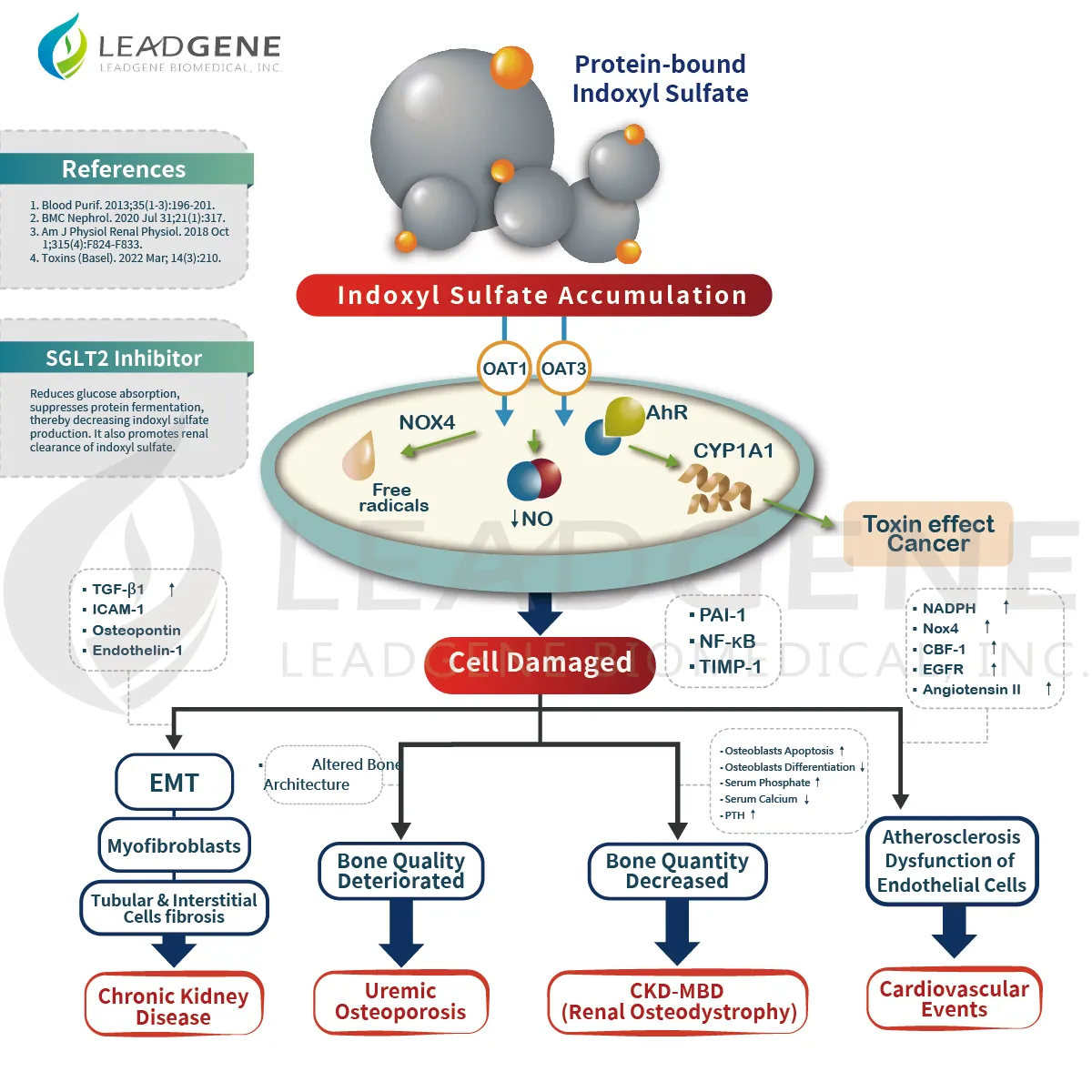 Formation and Effect of Indoxyl Sulfate