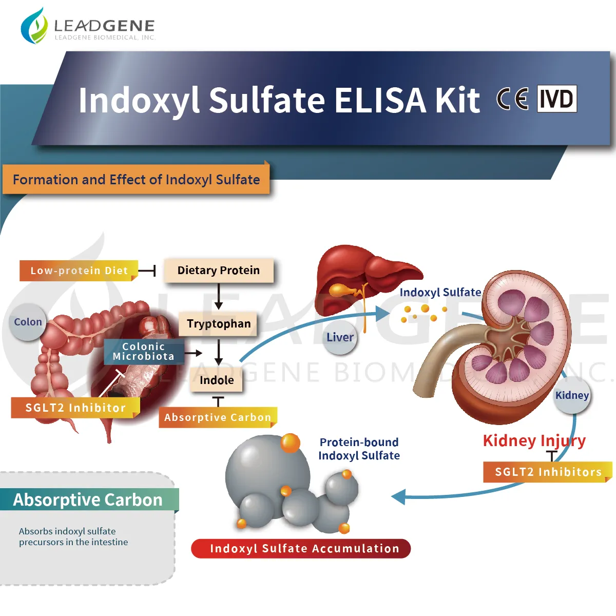 Formation and Effect of Indoxyl Sulfate