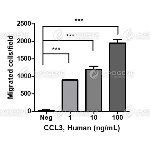 Human CCL3, His Tag, E. coli