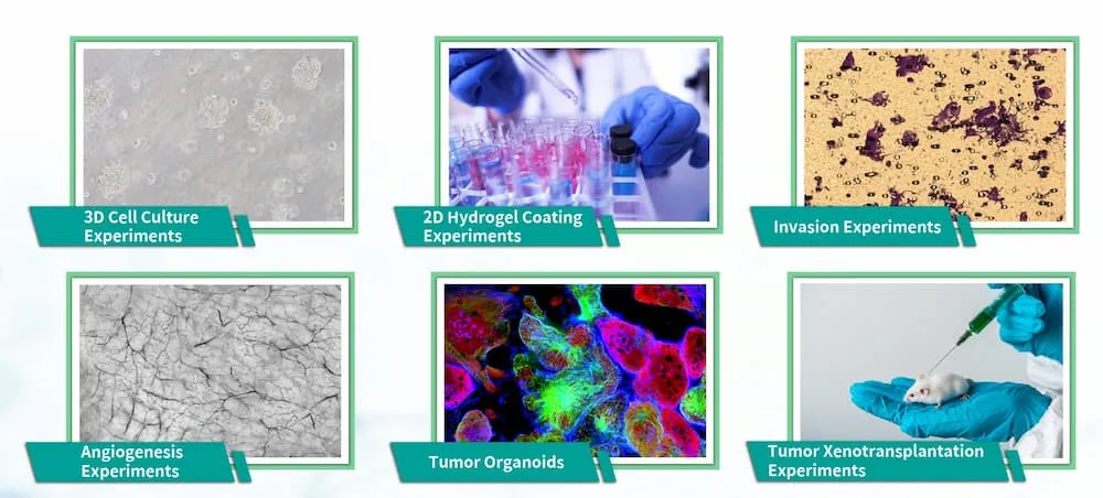 Transform Your Research with Leadgene® ScaffoldForm 3D Culturing Gel