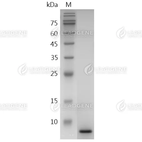 LeadGMP® Human EGF Protein, His Tag, E. coli