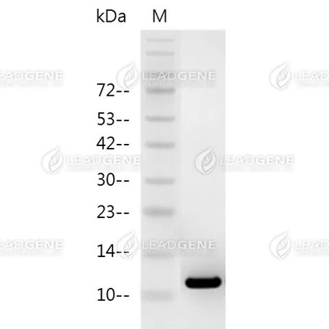 SDS-PAGE analysis of recombinant human EGF.