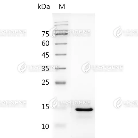 Human IL-18, Tag Free, E. coli