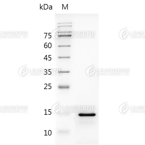 SDS-PAGE analysis of LeadGMP® IL-18, Human