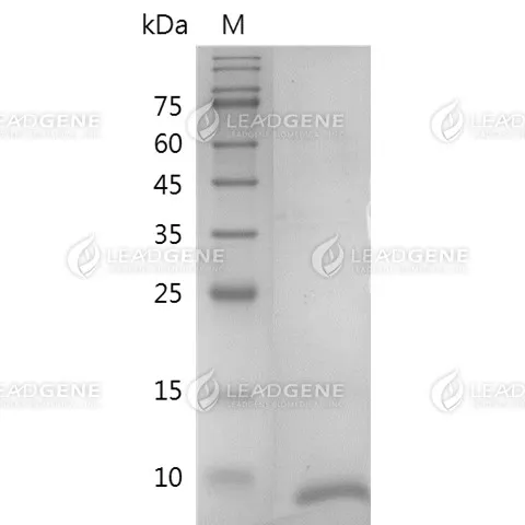 Human Heregulin Beta 1, His Tag, E. coli